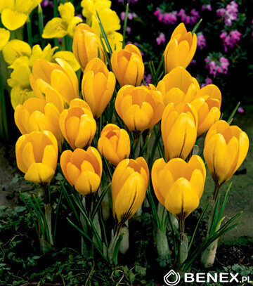 Krokusi lielziedu Golden Yellow 30 gab 